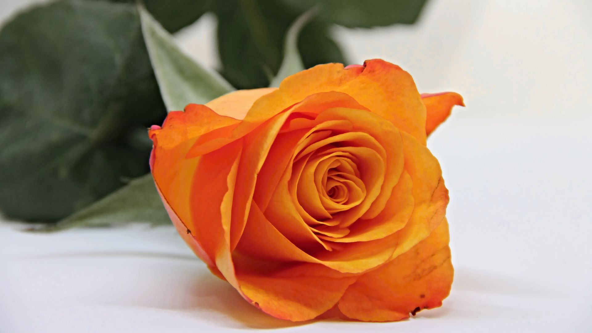 1920x1080 Desktop Wallpaper Orange Rose Bud Flower Hd Image Picture Background 49db1f