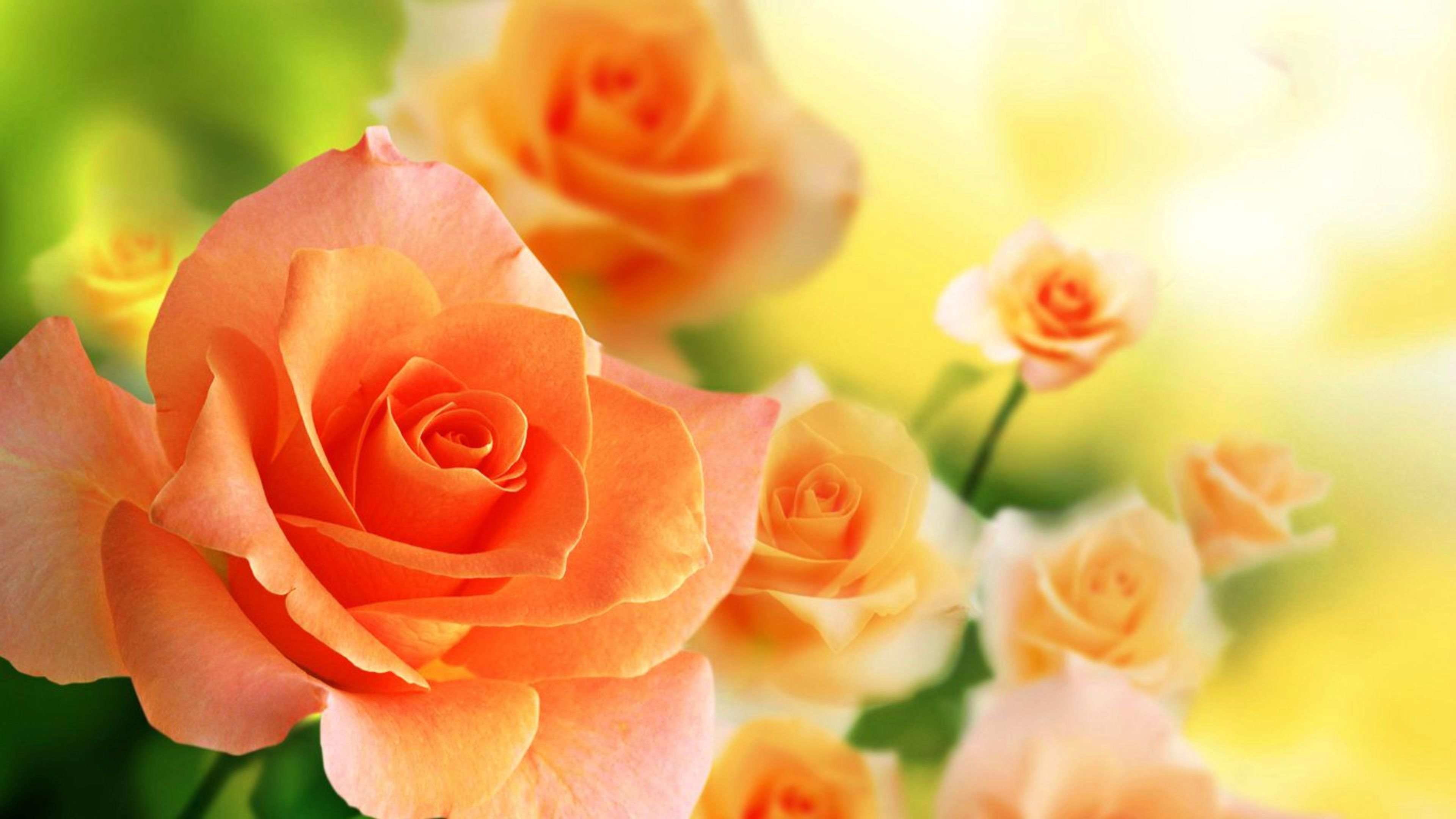 3840x2160 Wallpaper Most Beautiful Orange Rose In The World Hd Image With Flower Colourful High Qual Rose Flower Wallpaper Beautiful Flowers Wallpaper Flower Wallpaper