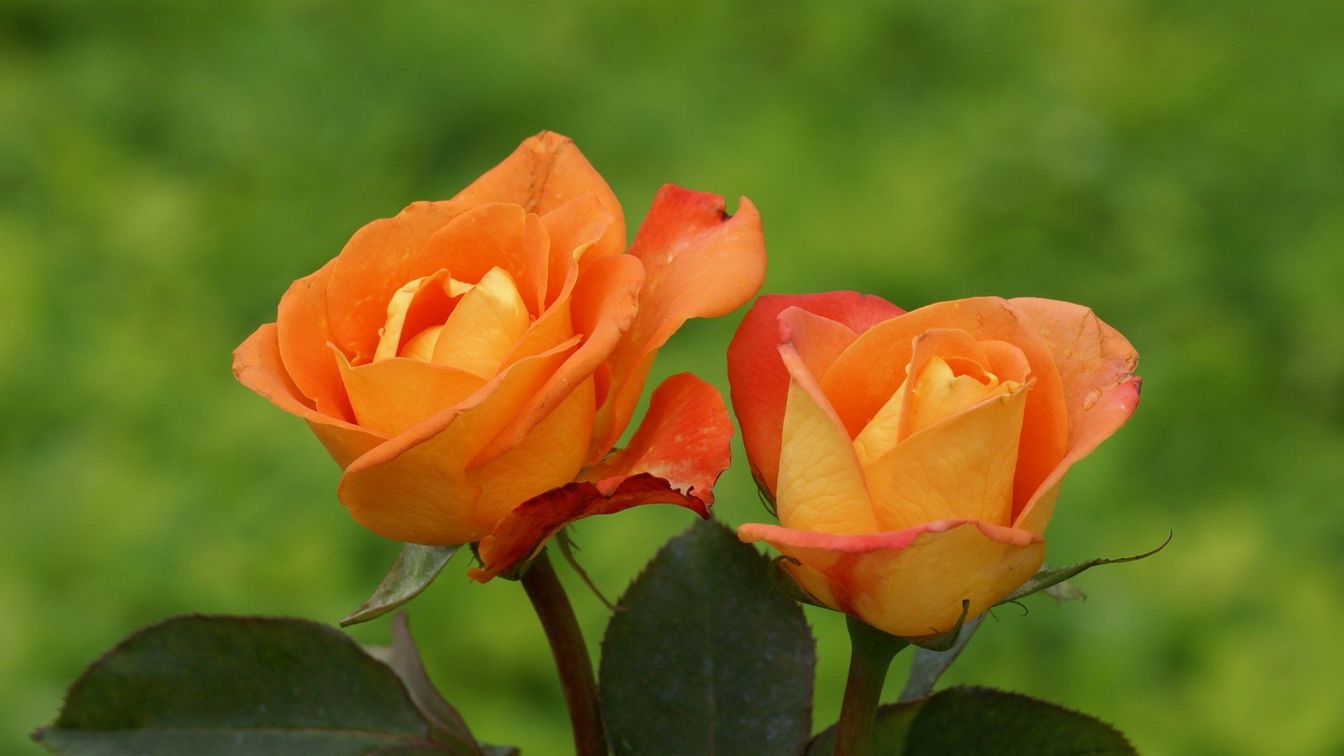1920x1080 Orange Rose Flowers In Hd