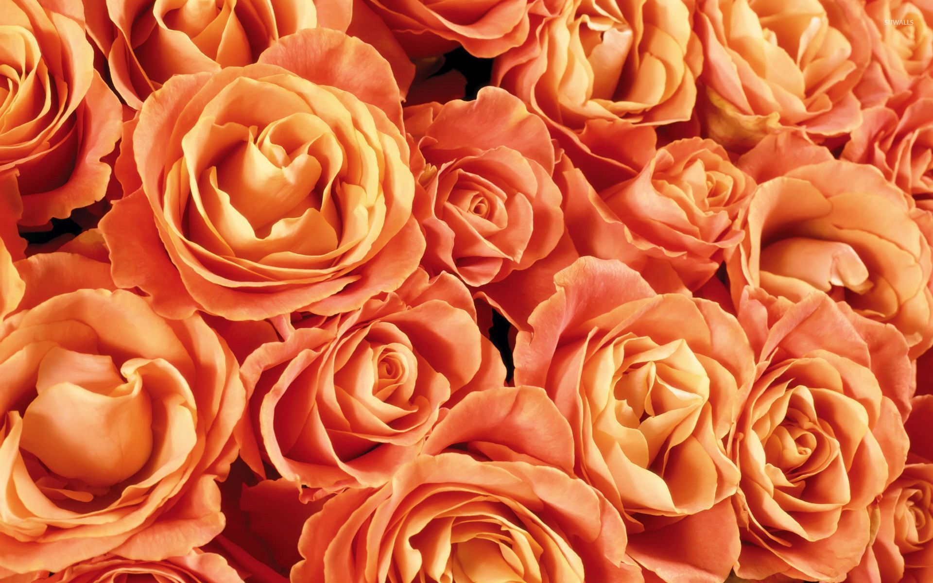 1920x1200 Free Photo Orange Rose Aroma Growing Red