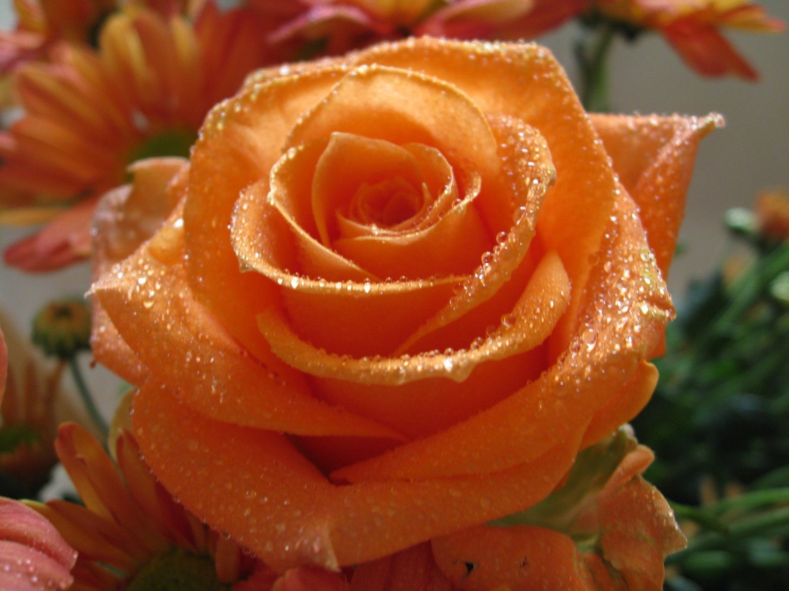 1600x1200 Orange Rose Picture For Wallpaper Flowers For Flower Lovers Orange Rose Wallpaper Rose Flower Wallpaper Rose Flower Picture Orange Roses