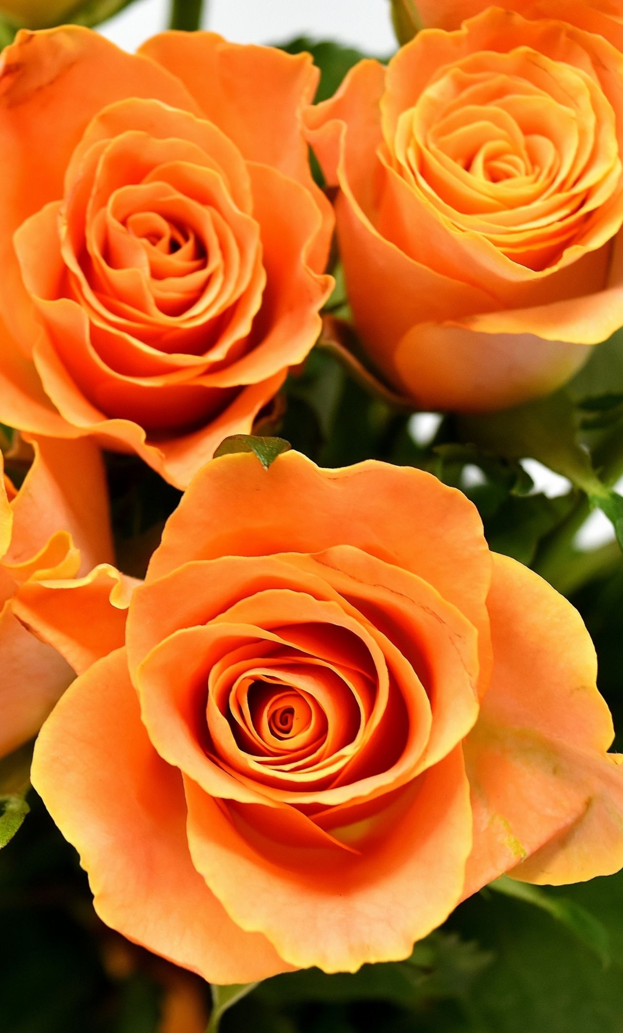 1280x2120 Download 1280x2120 Wallpaper Orange Roses Flowers Bouquet Iphone 6 Plus 1280x2120 Hd Image Background 3028