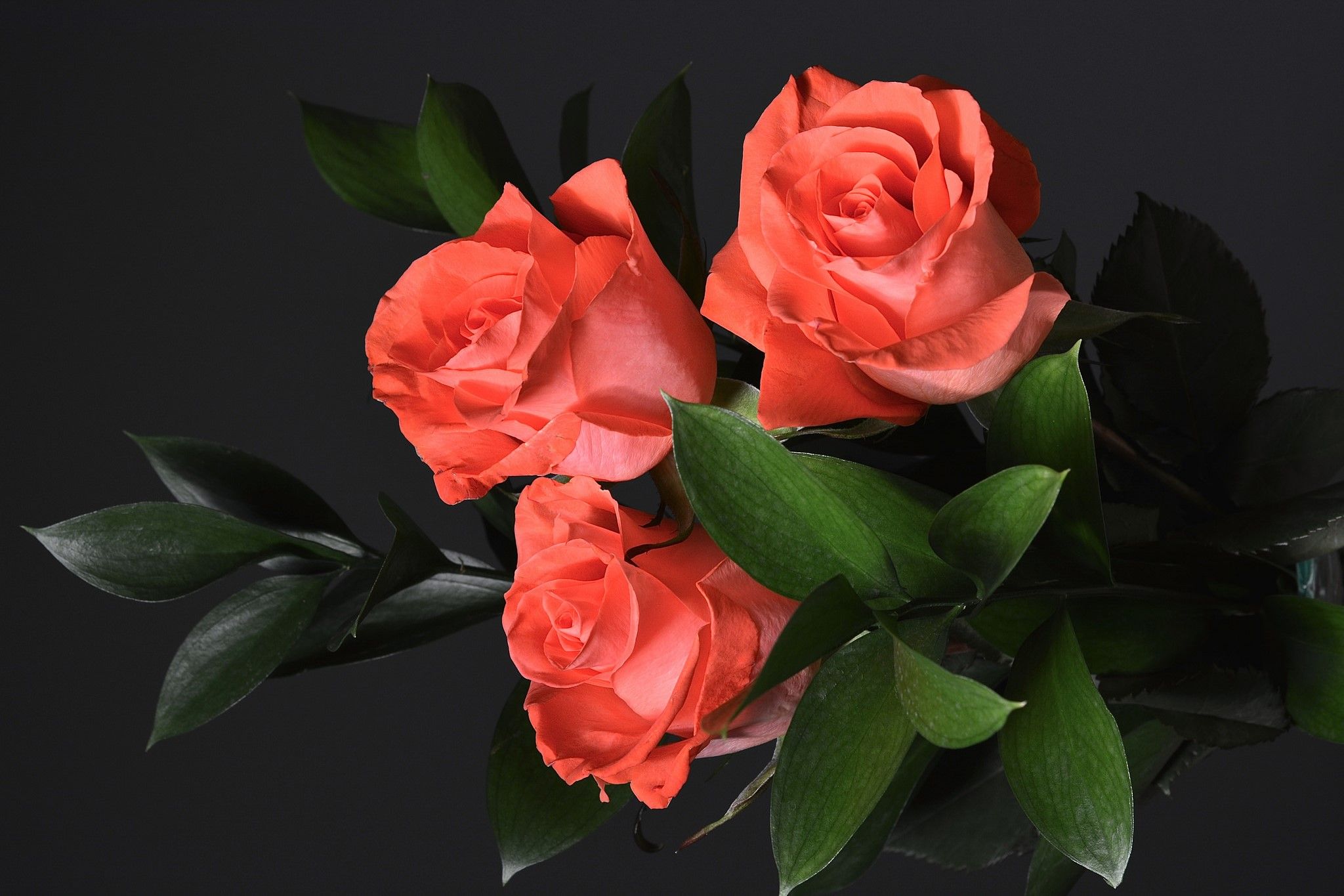2048x1365 Earth Flower Rose Orange Flower Wallpaper Resolution 2048x1365