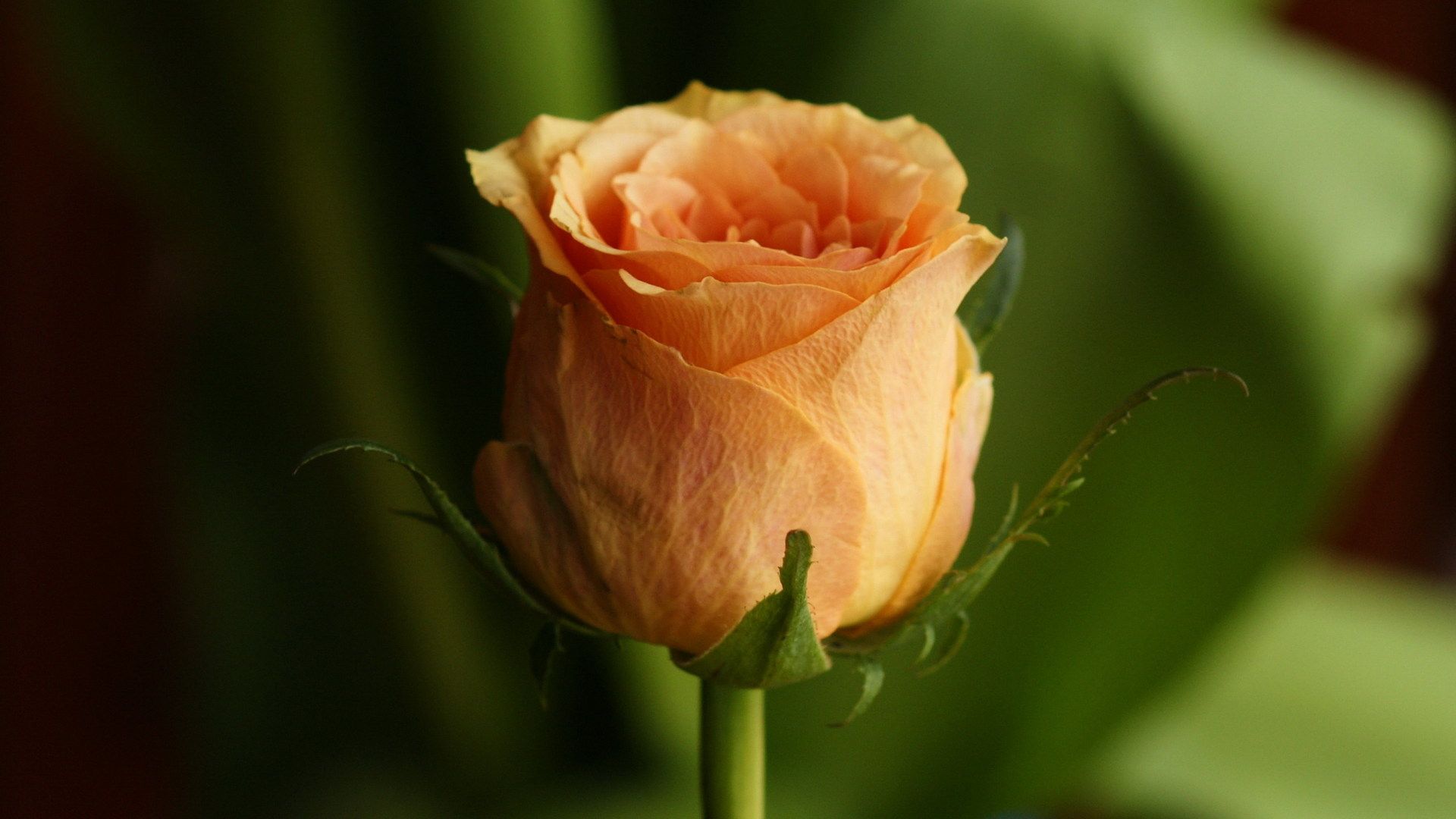 1920x1080 Orange Roses