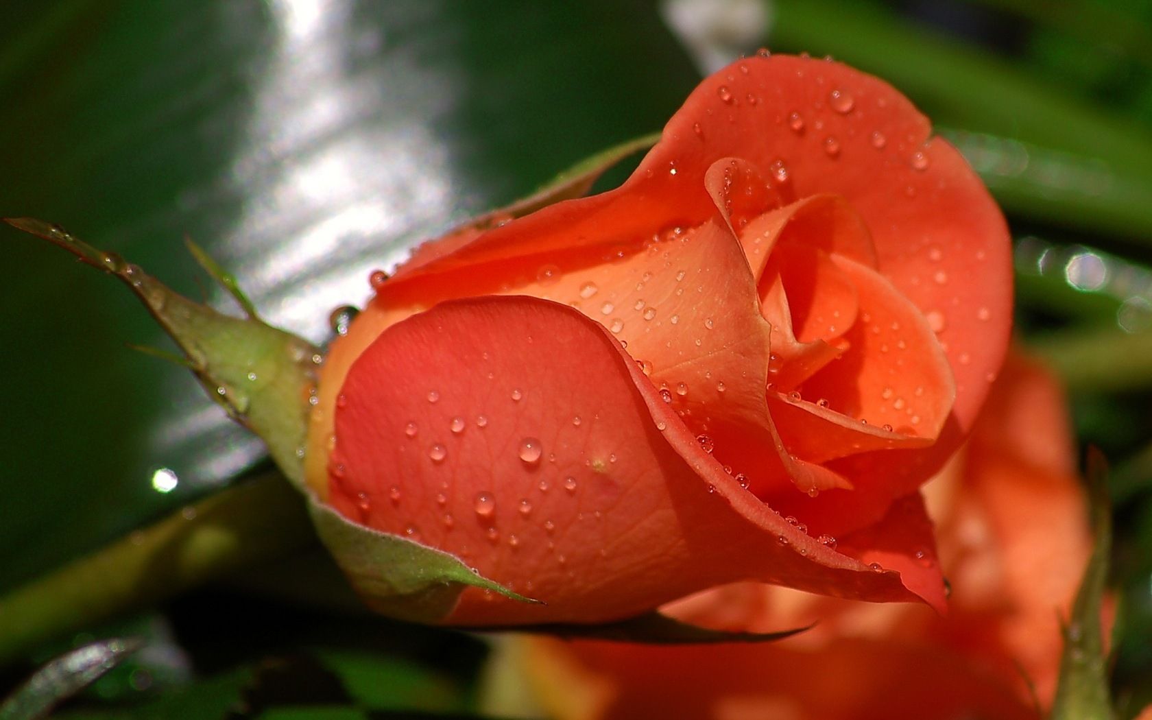 1680x1050 Rose With Water Drops Wallpaper