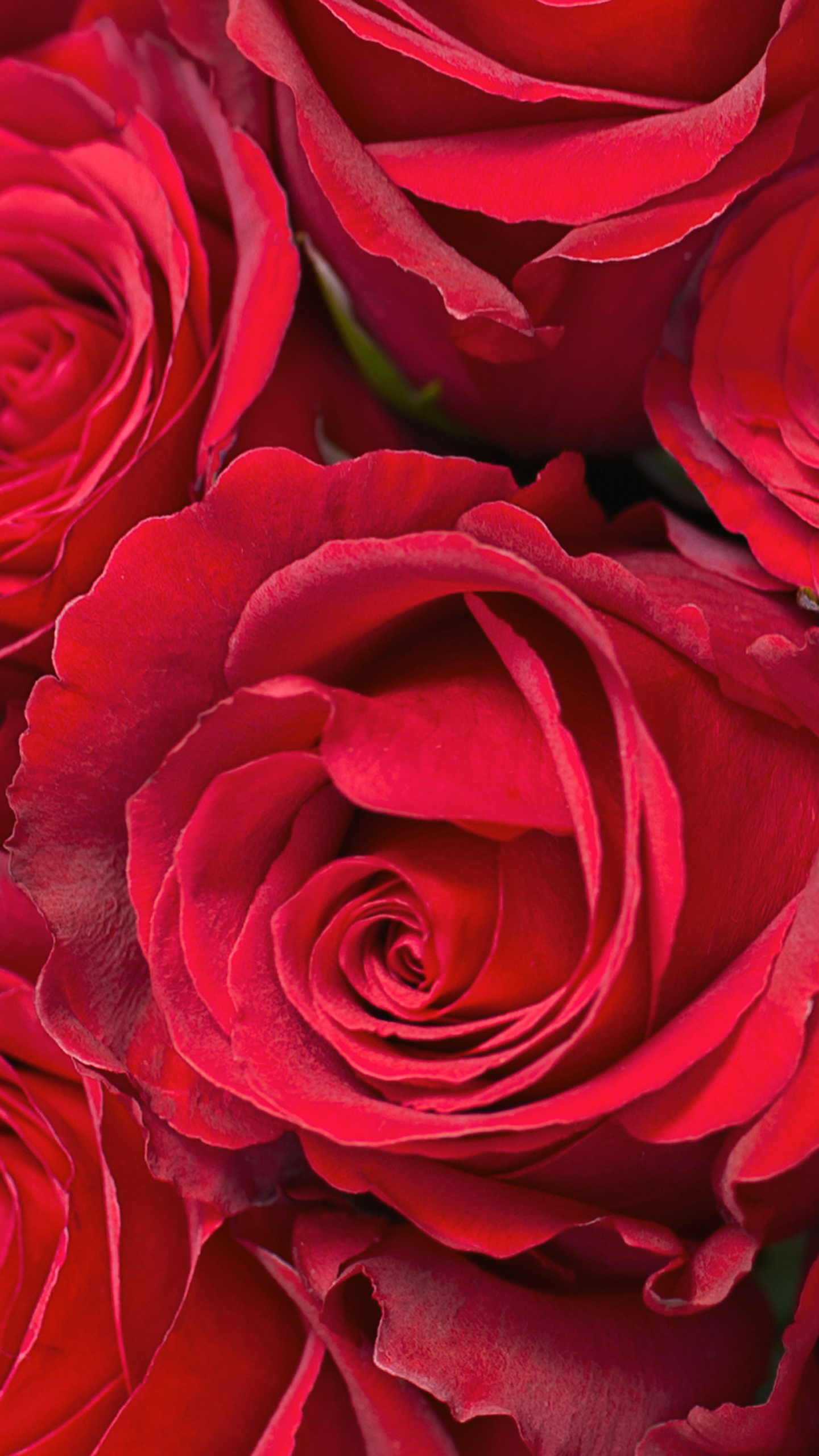 1440x2560 Samsung Galaxy S7 Red Roses Wallpaper