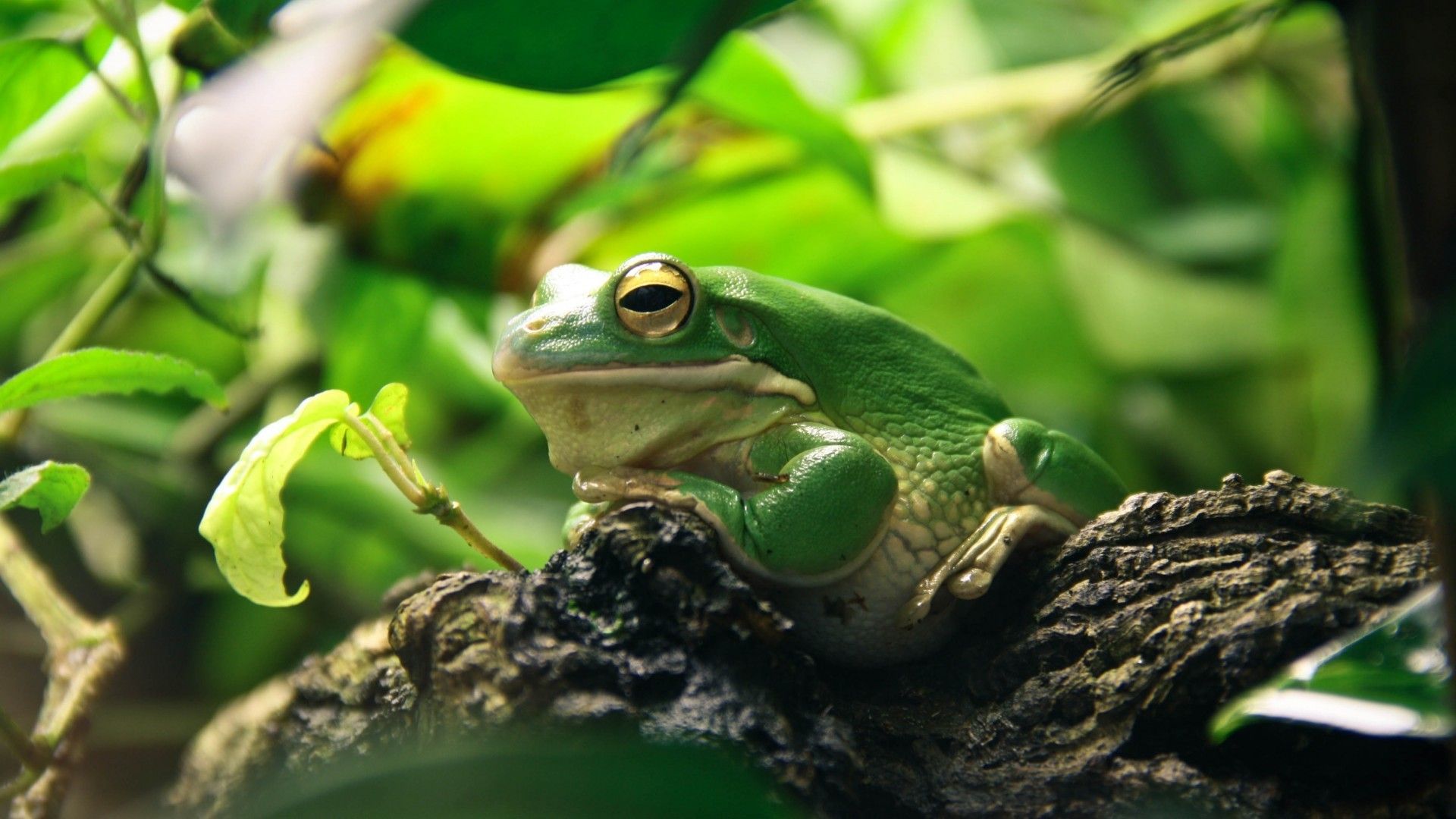 1920x1080 Download 1920x1080 Green Frog Leaves Amphibian Wallpaper For Widescreen