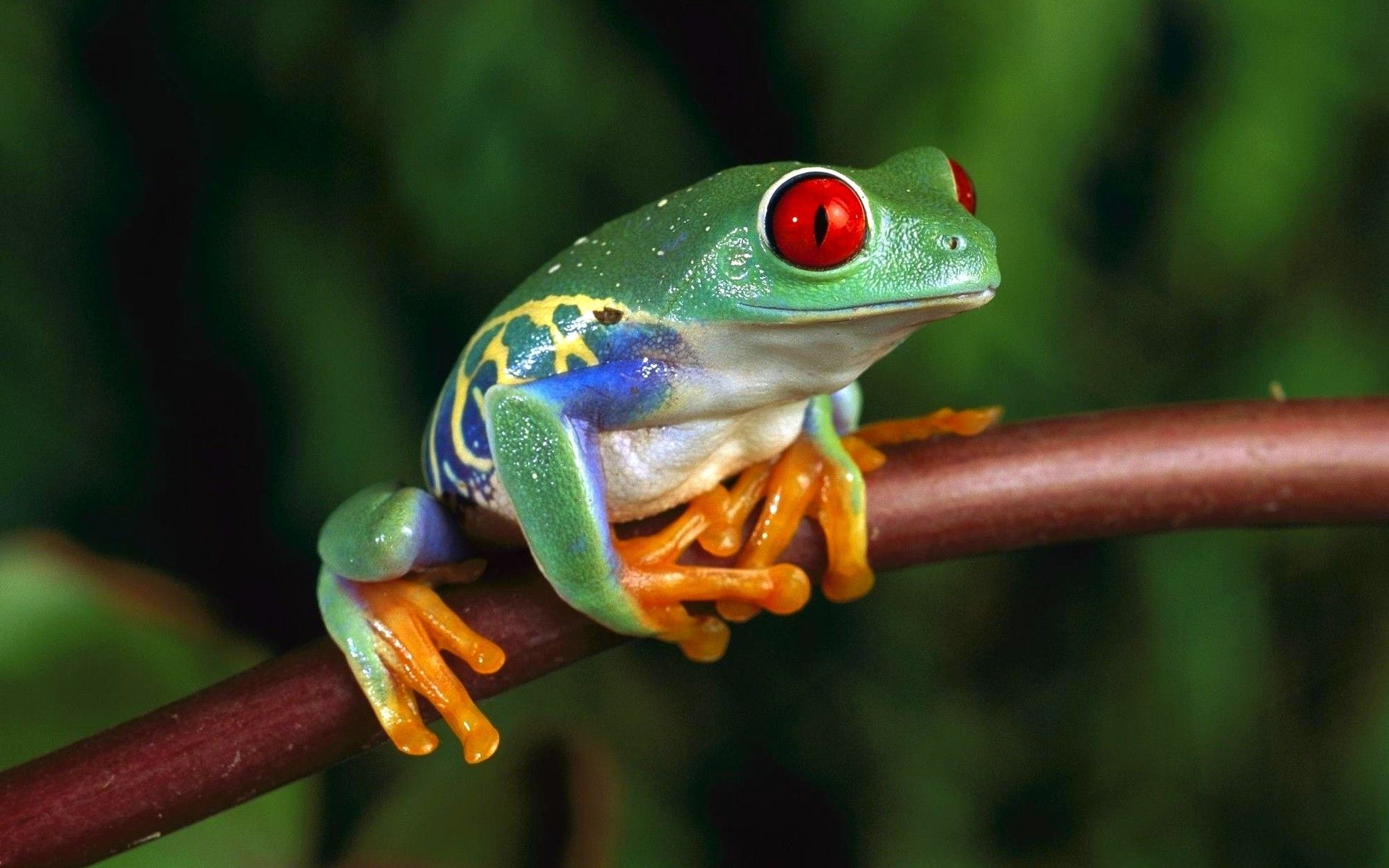1920x1200 Frog Animals Amphibian Red Eyed Tree Frogs Wallpaper Hd Desktop And Mobile Background