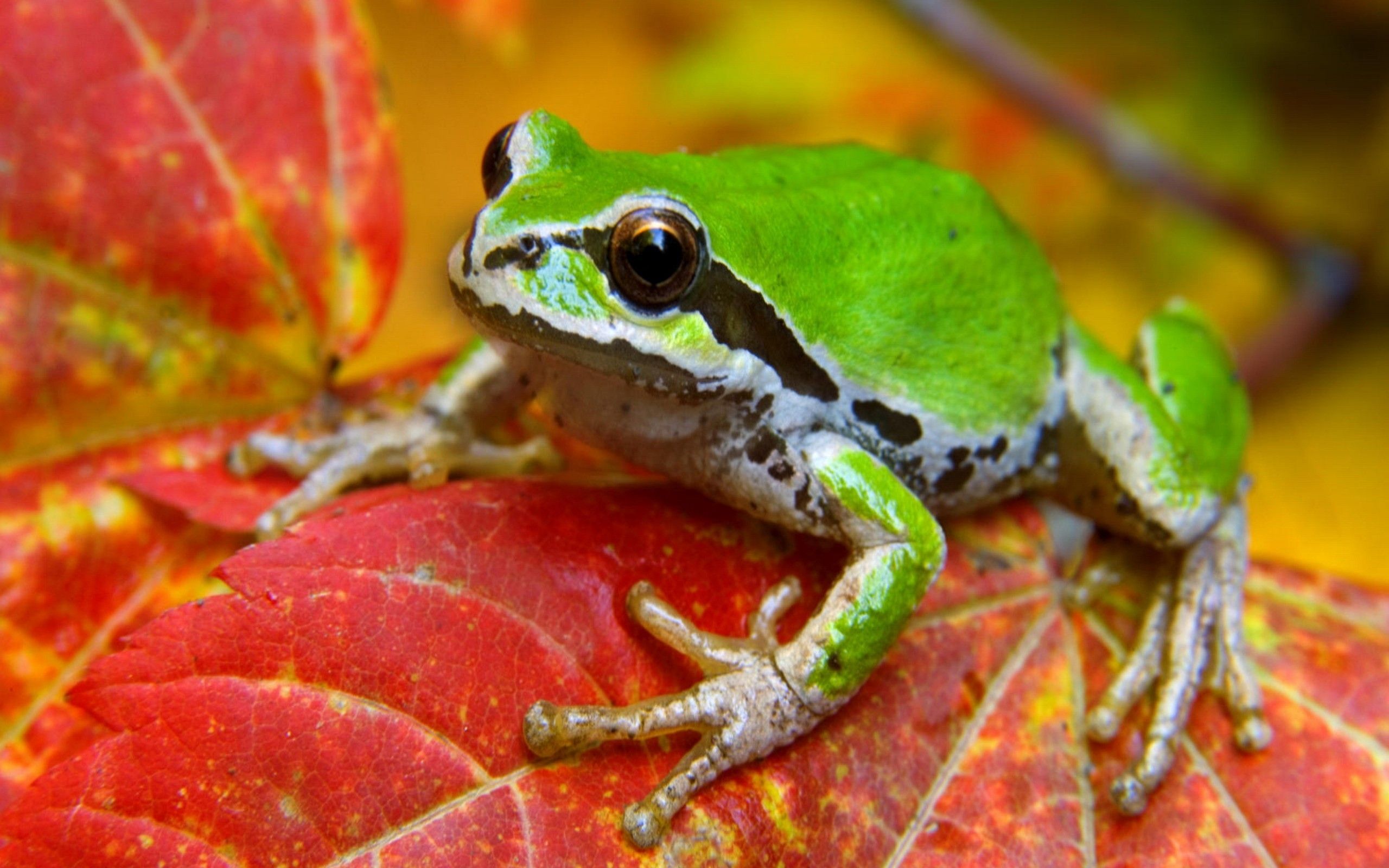 2560x1600 Download 2560x1600 Leaf Animals Frogs Amphibian Wallpaper