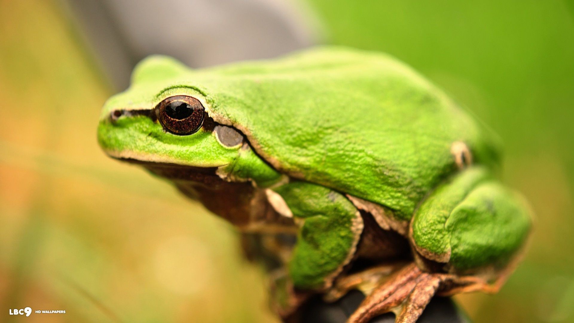1920x1080 Frog Wallpaper 1 86 Reptiles And Amphibians Hd Background Frog Wallpaper Frog Animals