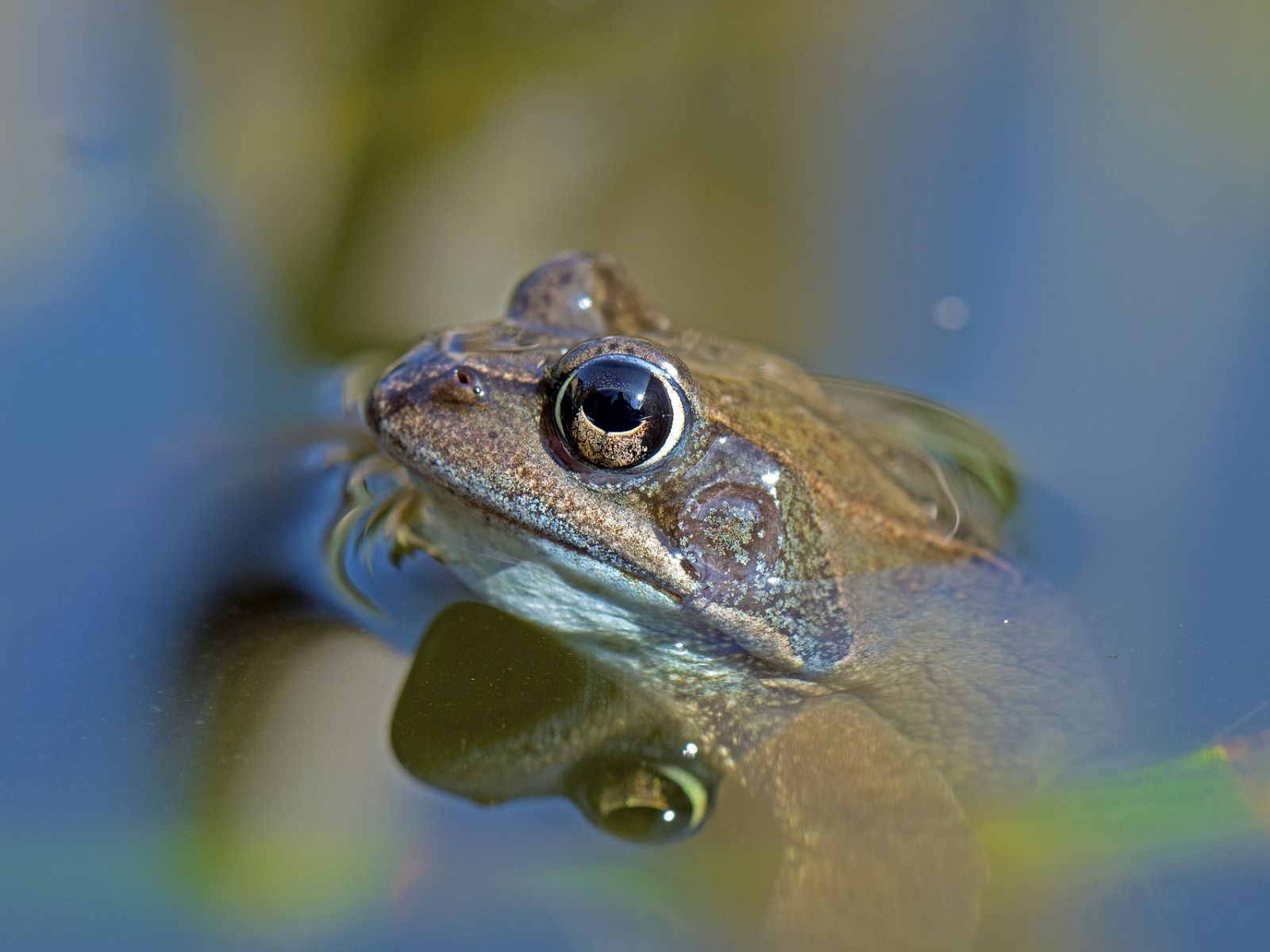 1600x1200 Desktop Wallpaper Frog Toad Amphibian Reflections Animal Hd Image Picture Background Wjcq Y