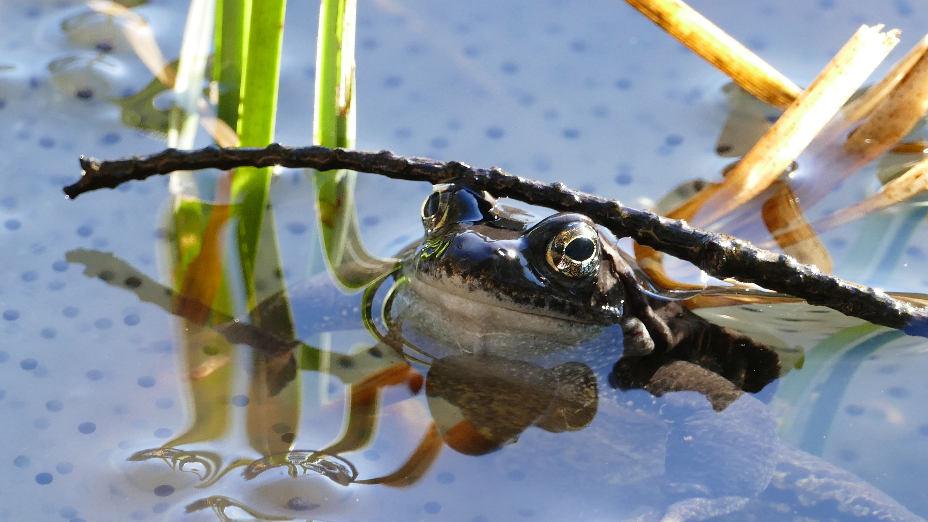 3840x2160 Free Stock Photo Of Amphibian Frog Pond