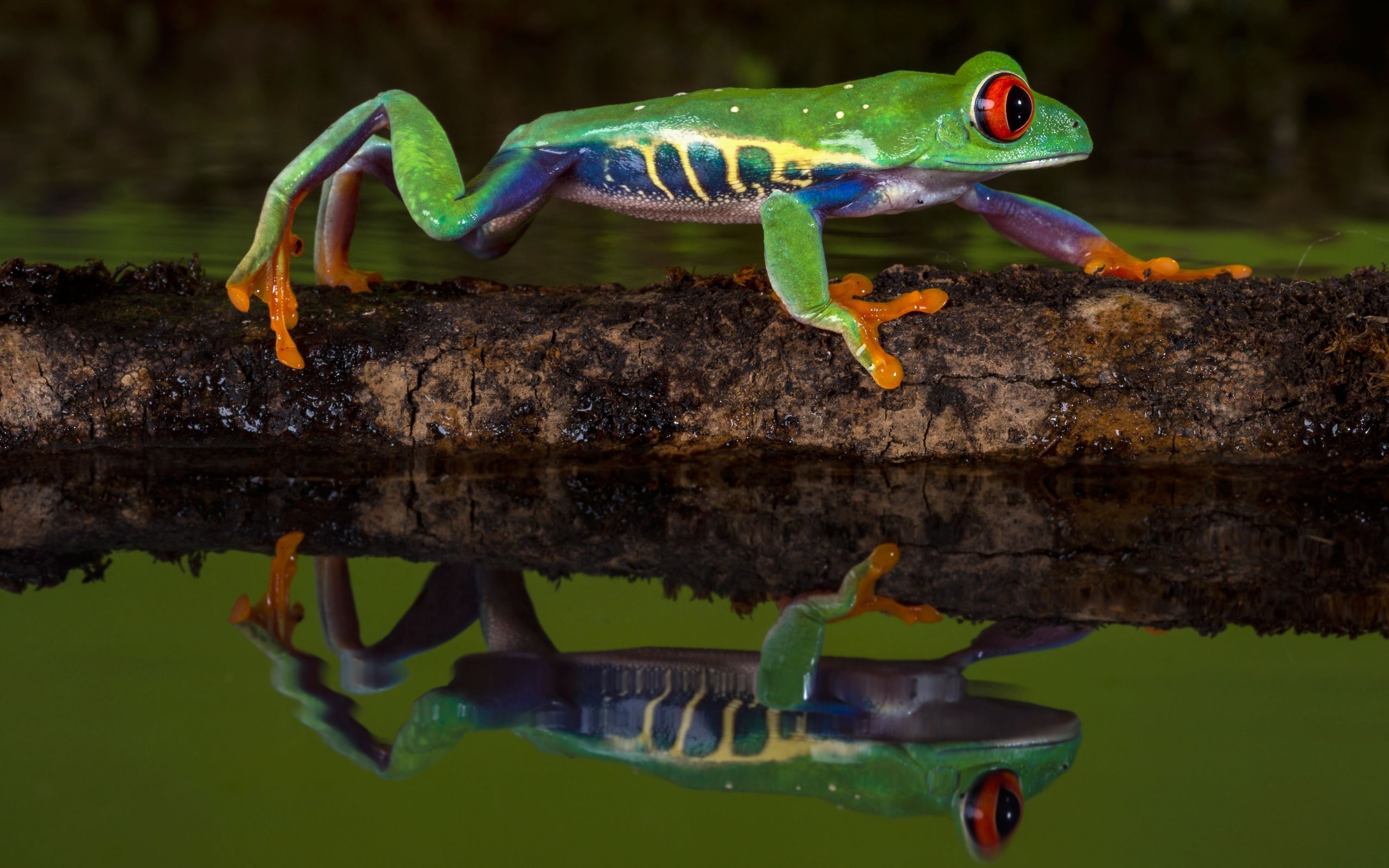 2560x1600 Wallpaper Amphibian Frog Red Eyed Animal Frog