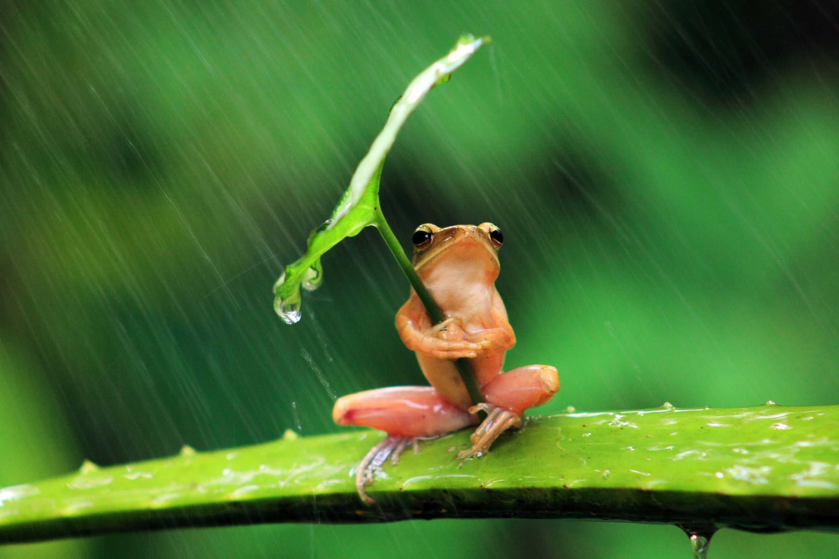 2880x1920 Frog Animals Nature Rain Leaves Shields Humor Amphibian Wallpaper Hd Desktop And Mobile Background