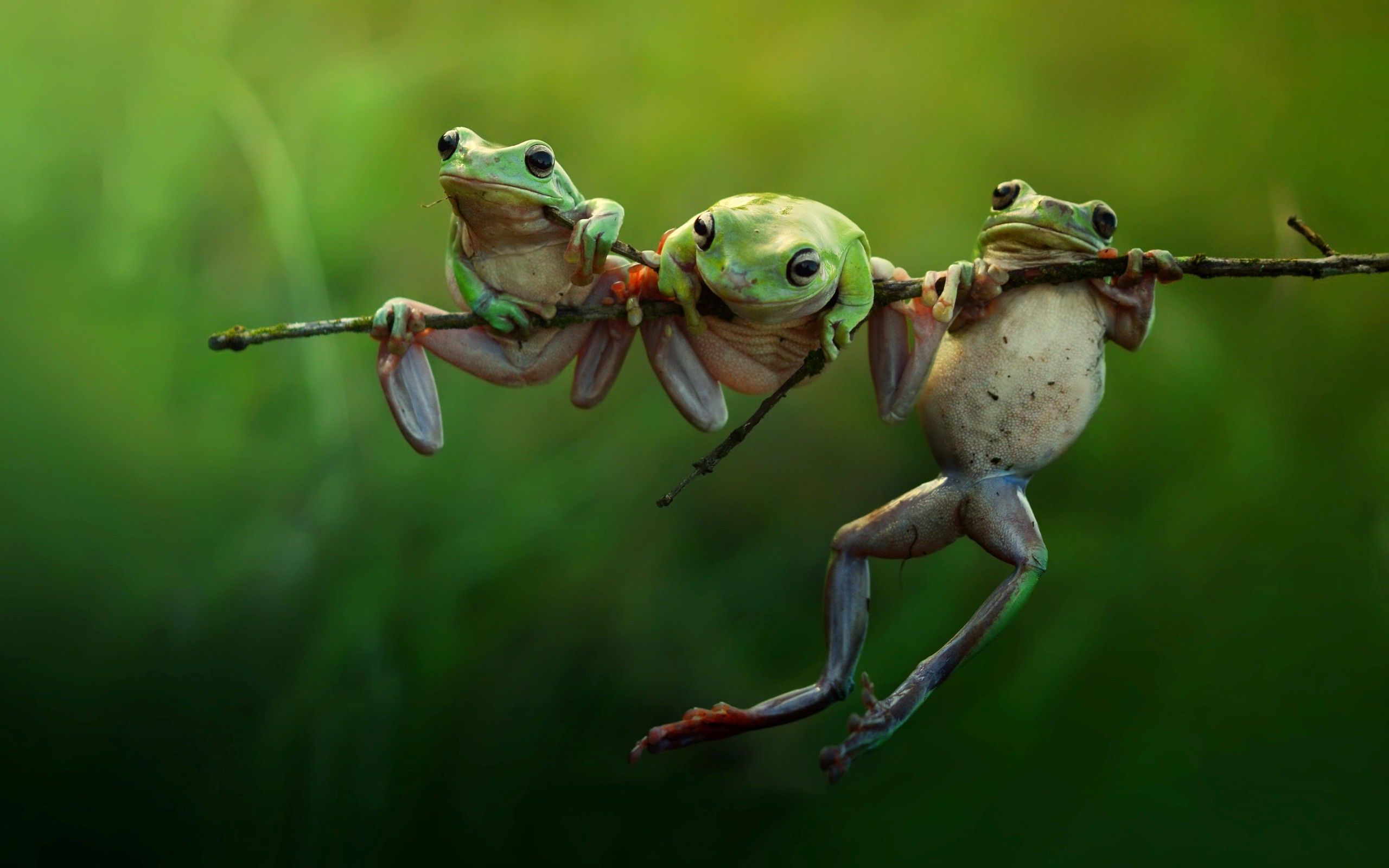 2560x1600 Frog Animals Nature Amphibian Twigs Wallpaper Hd Desktop And Mobile Background