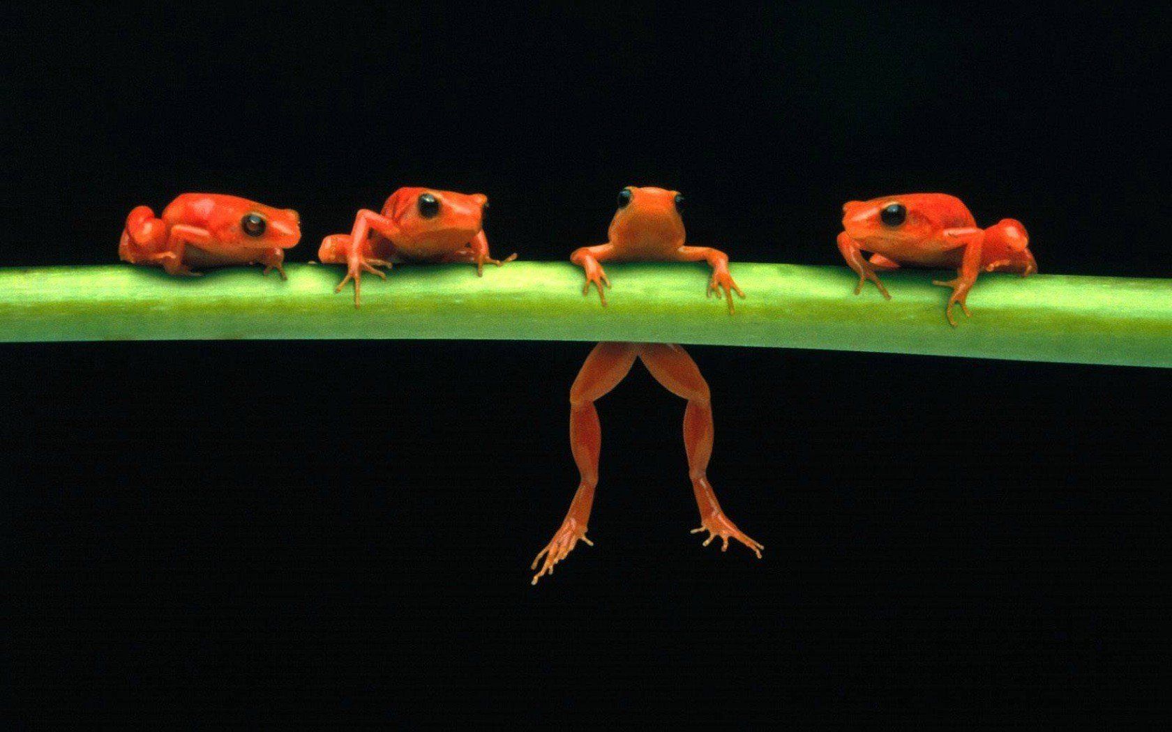 1680x1050 Frog Amphibian Hd Wallpaper Desktop And Mobile Image Photo