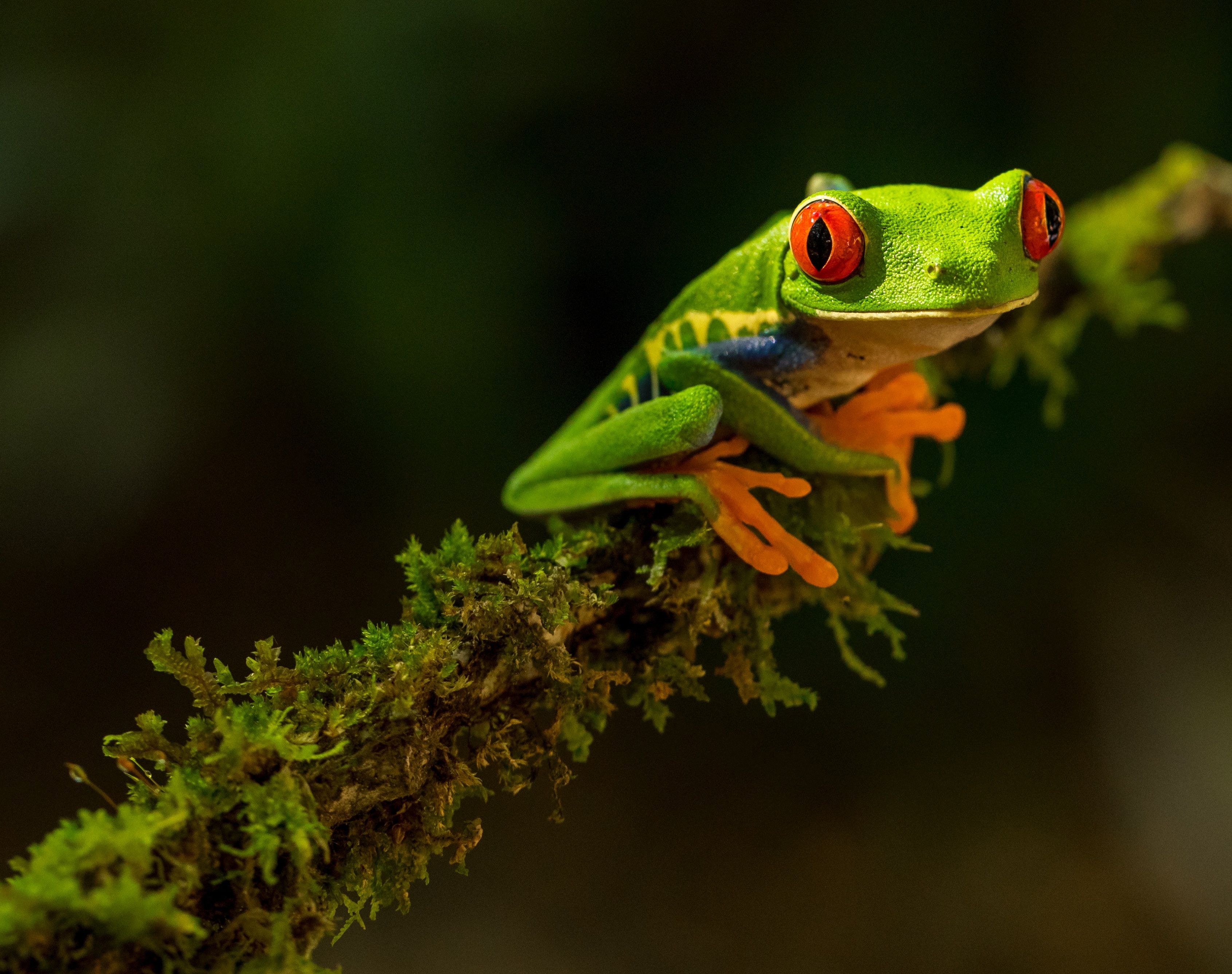 3382x2673 Frog Picture Hd