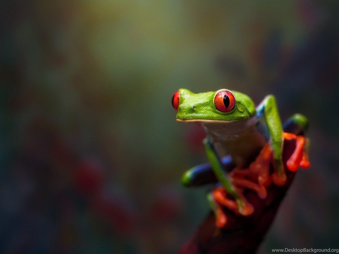 1400x1050 Animals Frog Amphibian Red Eyed Tree Frogs Wallpaper Hd Desktop Background