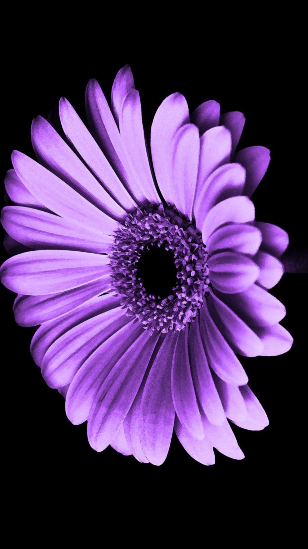 1080x1920 Purple Flowers Iphone Wallpaper Hd 2022 Cute Wallpaper