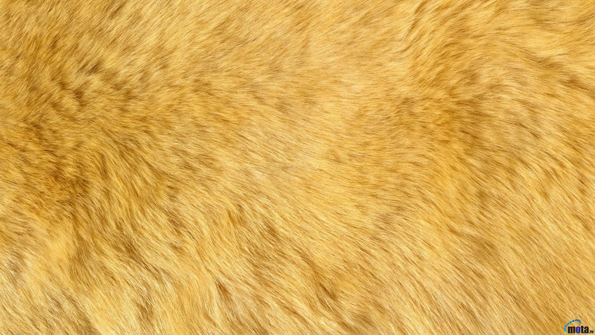 1920x1080 Free Download Download Wallpaper Natural Animal Fur 1920 X