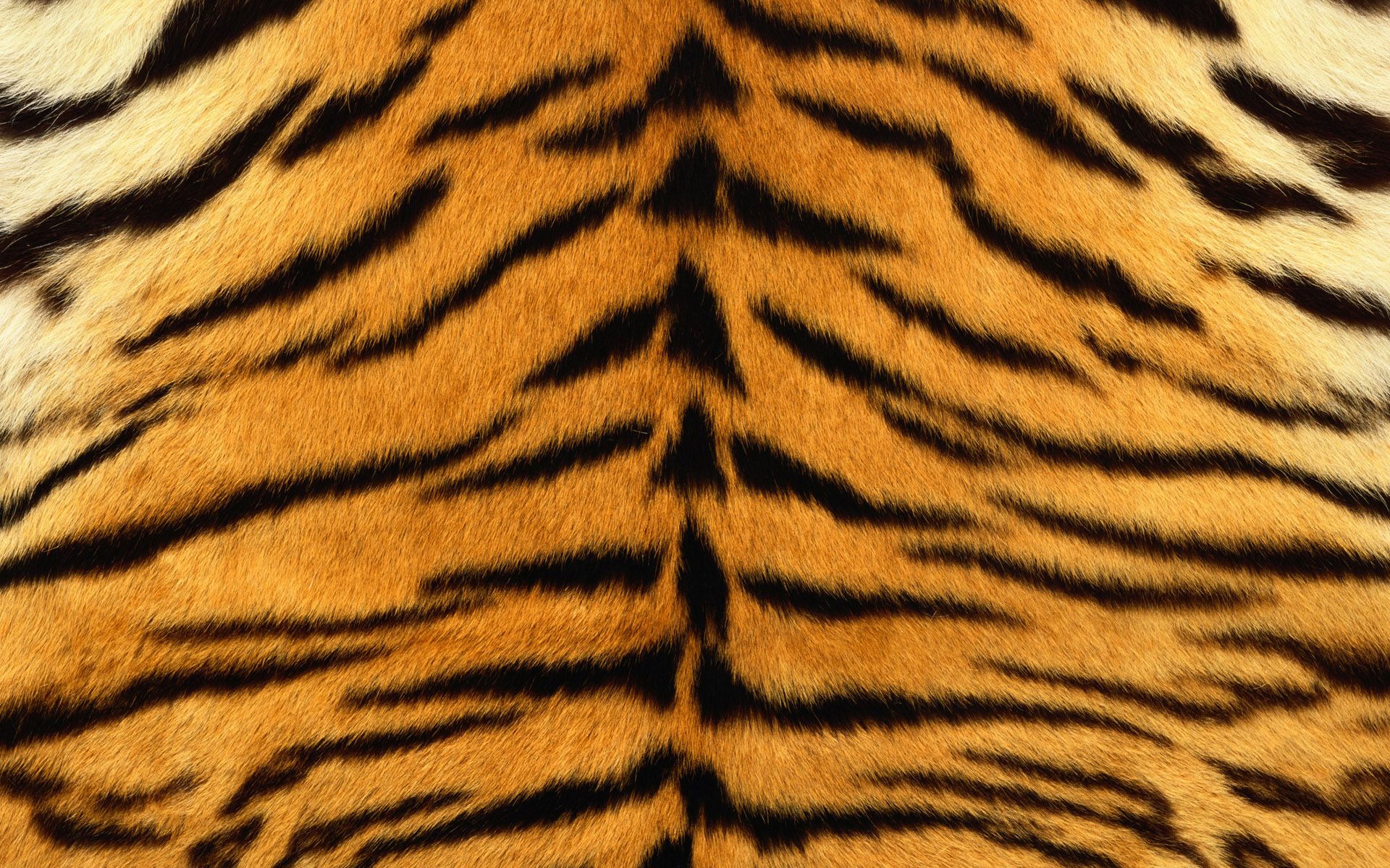 1920x1200 Tigers Fur Wallpaper