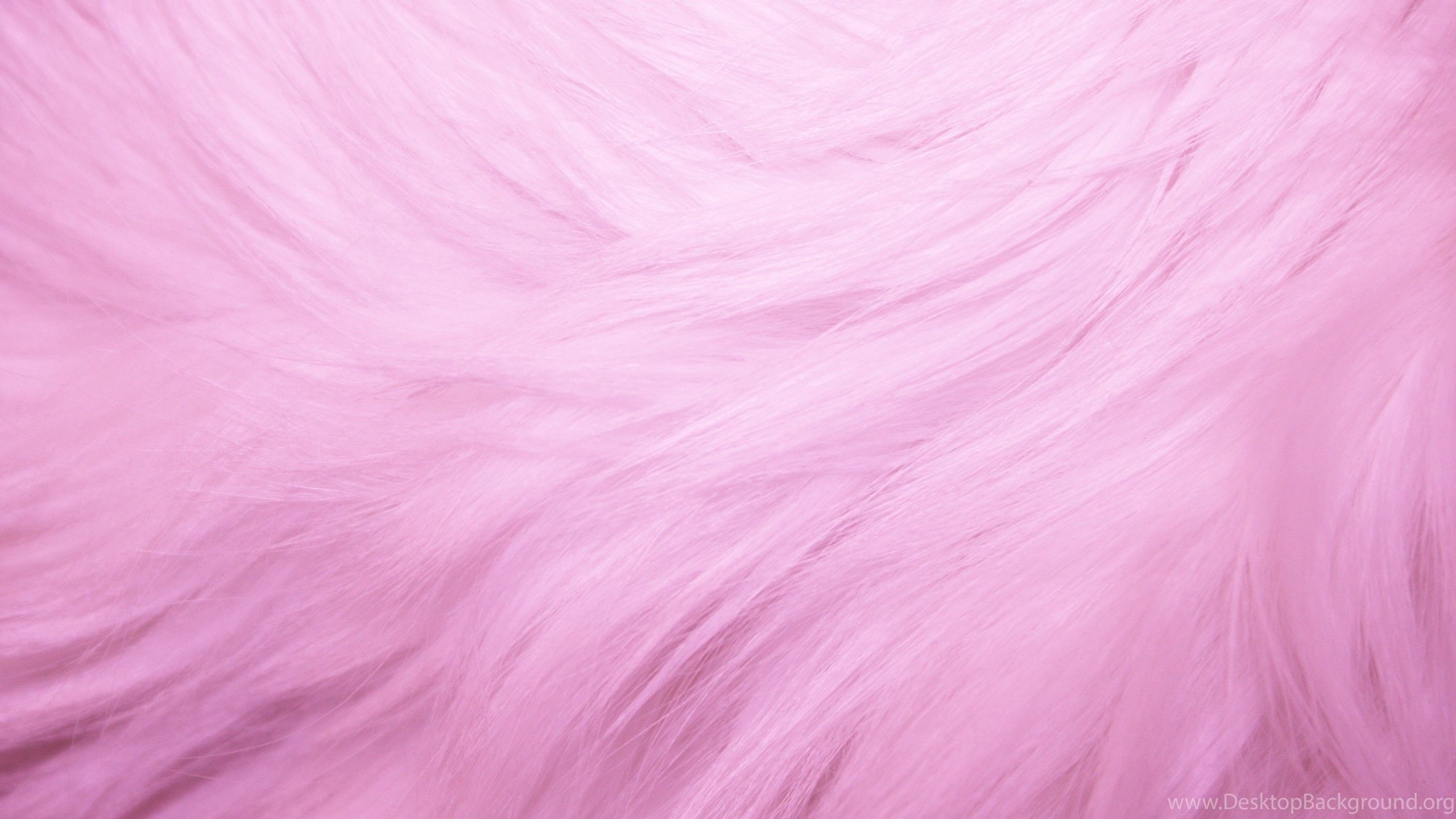 2560x1440 Pink Fur Wallpaper