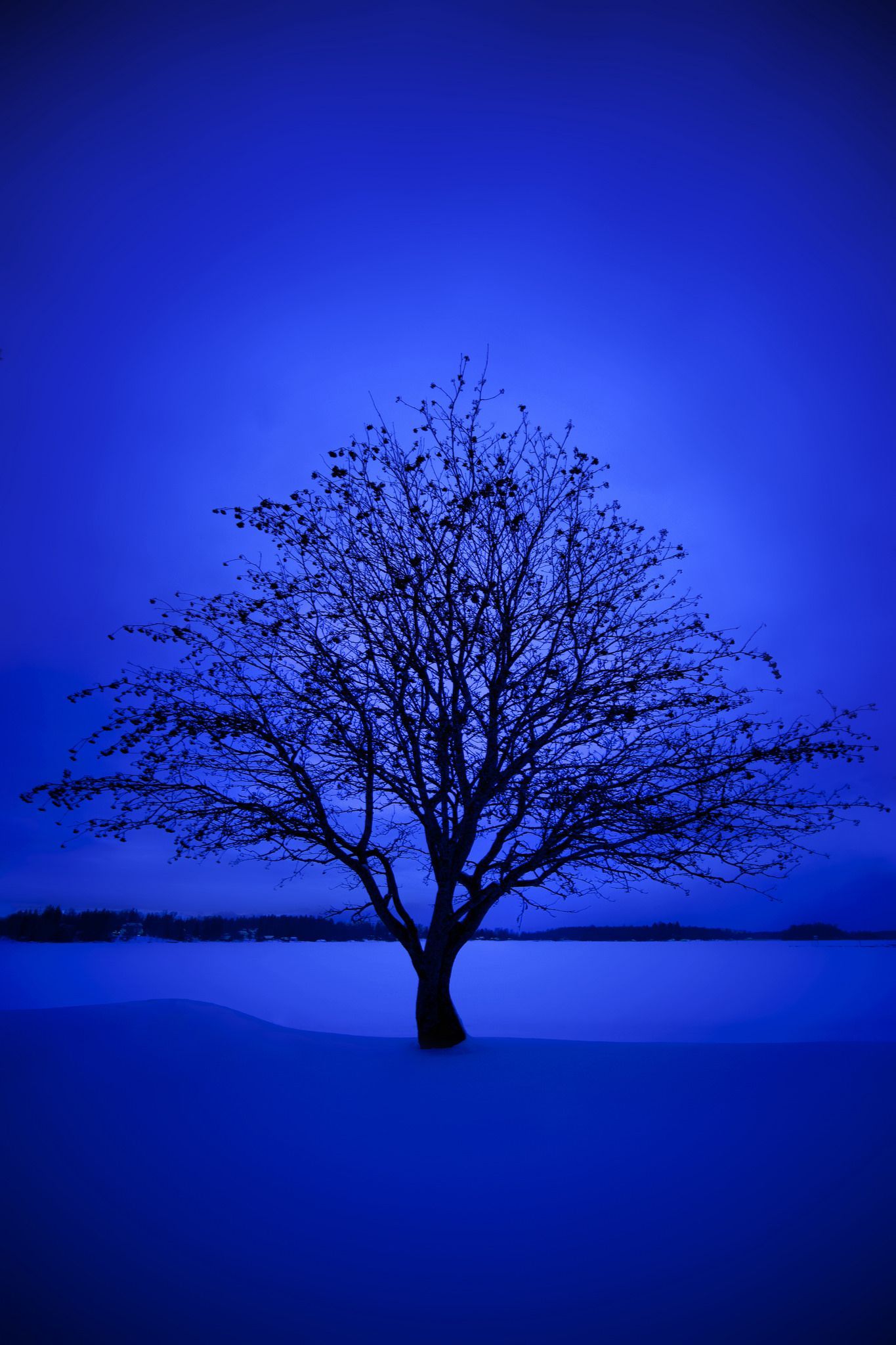 1365x2048 365 Blue Winter Blue Wallpaper Nature Photography Scenery